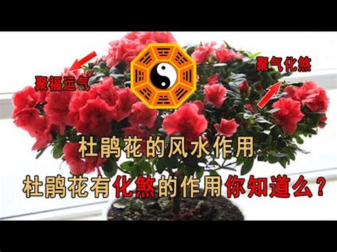 杜鵑風水|家中杜鵑風水大解密